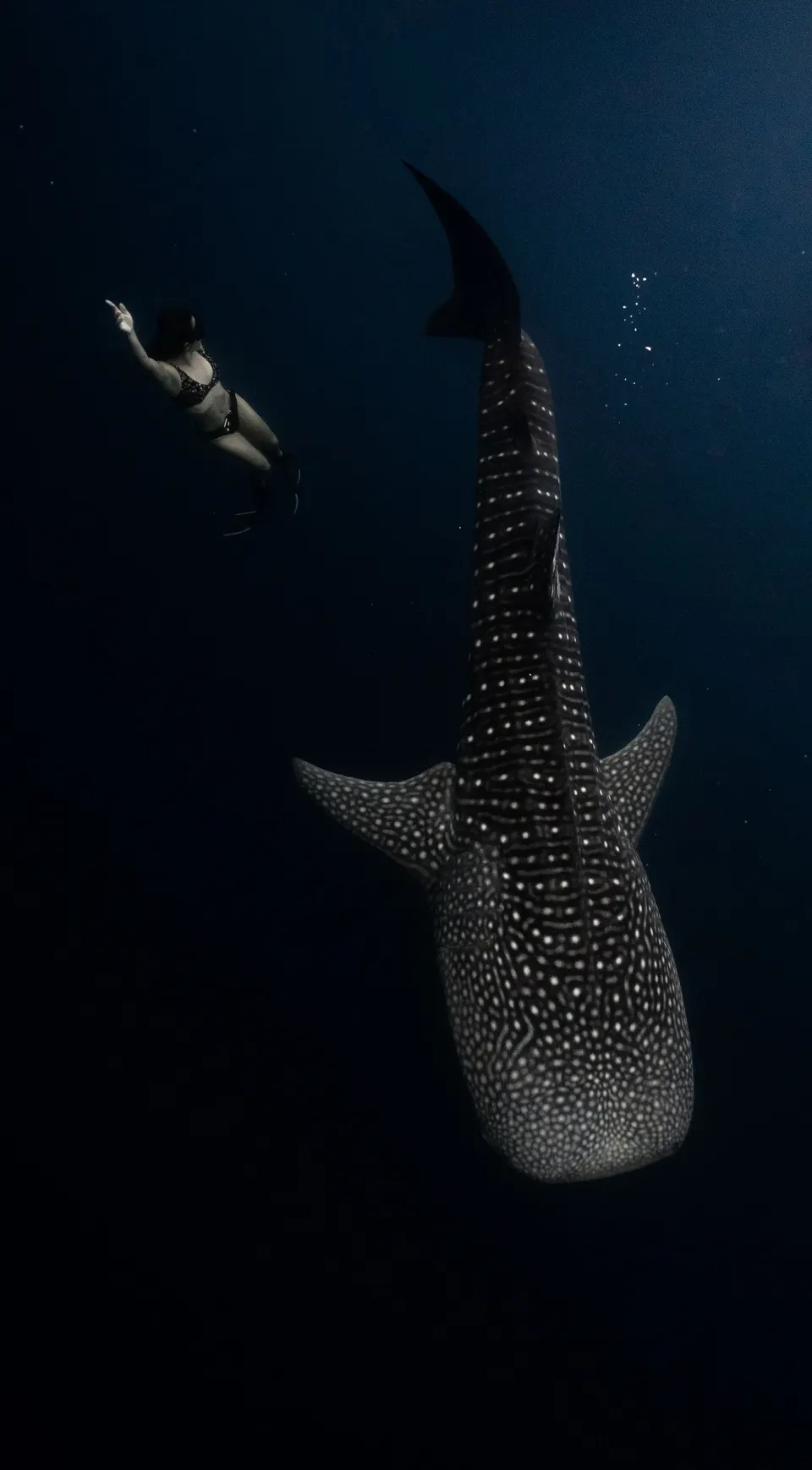 Buceadora junto a un tiburón ballena en las profundidades del océano Índico en Maldivas.
