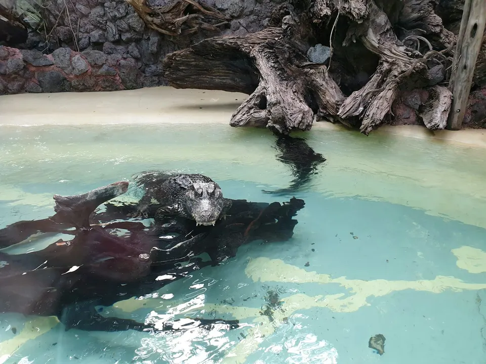 Reptil sobre un tronco en un estanque de agua turquesa